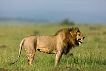 Lion (Panthera leo) male using 'flehmen response' to smell,  Masai-Mara game reserve, Kenya.