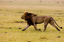 Lion (Panthera leo) male running, named 'Noche'. Masai-Mara game reserve, Kenya.