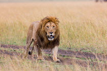 Lion (Panthera leo) male walking. Masai-Mara game reserve, Kenya.
