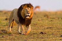 Lion (Panthera leo) male walking, named 'Noche'. Masai-Mara game reserve, Kenya.