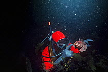 Diver examining Longhorn sculpin (Myoxocephalus octodecimspinous), Gloucester, Massachusetts, USA, North Atlantic Ocean.  Model released.