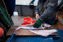 Fisherman filleting Haddock (Melanogrammus aeglefinus) on deck of fishing dragger. Stellwagen Bank, New England, United States, North Atlantic Ocean, December 2011.