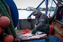Fisherman filleting Haddock (Melanogrammus aeglefinus) on deck of fishing dragger. Stellwagen Bank, New England, United States, North Atlantic Ocean, December 2011. Model released.