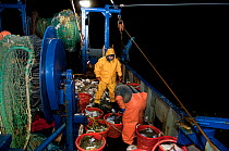 Fishermen sorting catch of Yellowtail Flounder (Limanda ferruginea)  on deck of fishing dragger. Stellwagen Banks, New England, United States, North Atlantic Ocean Model released.