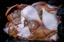 Catch of Yellowtail flounder (Limanda ferruginea) sorted on deck of fishing dragger. Stellwagen Bank National Marine Sanctuary, Massachusetts, USA. June 2013.