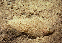 Moses Sole (Pardachirus marmoratus) camouflaged in sand, Sinai, Egypt, Red Sea.
