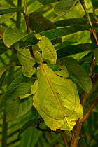 Giant leaf insect (Phyllium giganteum) captive, occurs in South east Asia.