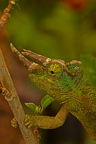 Jackson's three-horned chameleon (Trioceros jacksonii) occurs in East Africa and introduced in USA.