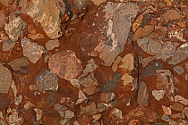 Leesburg conglomerate rock, a grey carbonate pebble conglomerate in a red sand-silt matrix.  Leesburg , Virginia, USA.