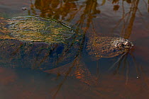 Snapping turtle (Chelydra serpentina) at water surface to breath, covered in algae, Virginia, USA. September.