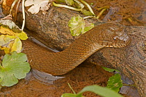 Northern water snake (Nerodia sipedon) emerging from water, Virginia, USA. September.