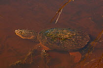 Snapping turtle (Chelydra serpentina) at water surface to breath, covered in algae, Virginia, USA. October.