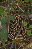 Common ribbon snake (Thamnophis sauritus sauritus) Virginia, USA. October.