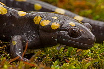 Spotted salamander (Ambystoma maculatum) New York, USA. October.