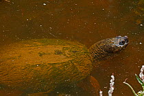 Snapping turtle (Chelydra serpentina) breathing at surface, covered in algae, Virginia, USA. September.