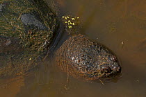 Snapping turtle (Chelydra serpentina) at surface, covered in algae,  Virginia, USA. September.