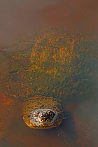 Snapping turtle (Chelydra serpentina) in water, covered in algae, Virginia, USA. September.