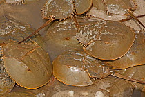 Horseshoe crabs (Limulus polyphemus) ashore to breed, clustering around egg laying female during spawning, Delaware bay, Delaware, USA.  June.