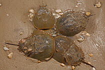 Horseshoe crabs (Limulus polyphemus) ashore to breed, clustering around egg laying female during spawning, Delaware bay, Delaware, USA.  June.