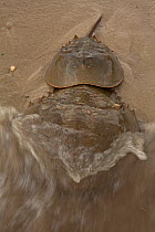 Horseshoe crabs (Limulus polyphemus) mating on the shore, Delaware bay, Delaware, USA.  June.