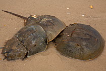 Horseshoe crabs (Limulus polyphemus) ashore to breed, Delaware bay, Delaware, USA.  June.