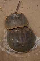 Horseshoe crabs (Limulus polyphemus) mating on the shore, Delaware bay, Delaware, USA.  June.