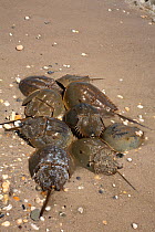 Horseshoe crabs (Limulus polyphemus) group ashore to breed, Delaware bay, Delaware, USA.  June.