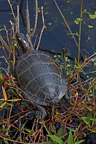 Painted turtle (Chrysemys picta) basking, Virginia, USA. October.
