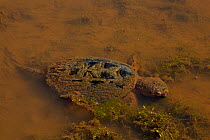 Snapping turtle (Chelydra serpentina) underwater, covered in algae, Virginia, USA. October.