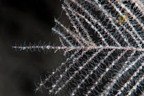 Close up of a Fiordland Black Coral (Antipathella fiordensis) in Dusky Sound, Fiordland National Park, New Zealand.