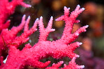 Red coral (Errina novazelandiae) in Dusky Sound, Fiordland National Park, New Zealand.
