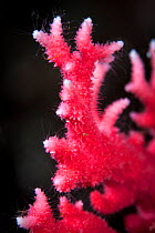 Red coral (Errina novazelandiae) in Dusky Sound, Fiordland National Park, New Zealand.