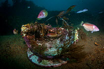 The fish and seaweed at the wreck of the Waikare 1910 (steel screw steamer) at Stop Island, Dusky Sound, Fiordland National Park, New Zealand. April 2014.