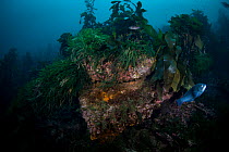 The wreck of the Waikare 1910 (steel screw steamer) covered in seaweed, Stop Island, Dusky Sound, Fiordland National Park, New Zealand. April 2014.