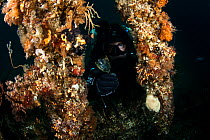 A diver inspects a crystal glass on the Wreck of the Waikare, a steel screw steamer that sank in 1910 at Stop Island, Dusky Sound, Fiordland National Park, New Zealand.
