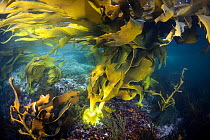 Bull kelp (Durvillaea antarctica) underwater showing holdfast, Dusky Sound, Fiordland National Park, New Zealand. April 2014.