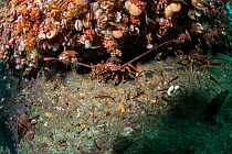 New Zealand Crayfish or Southern Rock Lobster (Jasus edwardsii) in Dusky Sound, Fiordland National Park, New Zealand.