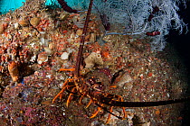 New Zealand Crayfish or Southern Rock Lobster (Jasus edwardsii) hides under a Fiordland Black Coral tree (Antipathella fiordensis) in Dusky Sound, Fiordland National Park, New Zealand. April 2014.