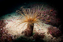 Tube anemone (Cerianthus sp.) in Dusky Sound, Fiordland National Park, New Zealand.
