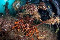 New Zealand Crayfish or Southern Rock Lobster (Jasus edwardsii) hides under a Fiordland Black Coral tree (Antipathella fiordensis) in Dusky Sound, Fiordland National Park, New Zealand. April 2014.
