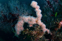 Soft Coral (Alcyonium aurantiacum) growing on a Fiordland Black Coral tree (Antipathella fiordensis) in Dusky Sound, Fiordland National Park, New Zealand.