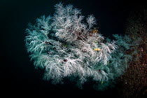 Fiordland Black Coral (Antipathella fiordensis) in Dusky Sound, Fiordland National Park, New Zealand.