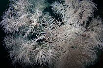 Fiordland Black Coral (Antipathella fiordensis) in Dusky Sound, Fiordland National Park, New Zealand.