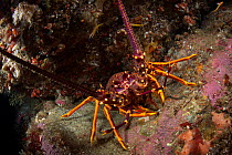 New Zealand crayfish or southern rock lobster (Jasus edwardsii) in Dusky Sound, Fiordland National Park, New Zealand.
