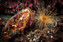 Tube anemone (Cerianthus sp) and mollusc in Dusky Sound, Fiordland National Park, New Zealand.