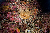 Tube anemone (Cerianthus sp) in Dusky Sound, Fiordland National Park, New Zealand.
