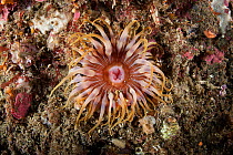 Subtidal red anemone (Undescribed) in Dusky Sound, Fiordland National Park, New Zealand.