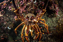 New Zealand Crayfish or Southern Rock Lobster (Jasus edwardsii) in Dusky Sound, Fiordland National Park, New Zealand.