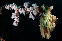 White Soft Coral (Alcyonium sp) and a Wax Ascidian (Unclassified) reproducing asexually on a dead Black Coral tree in Dusky Sound, Fiordland National Park, New Zealand. April 2014