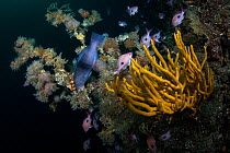 Gridled wrasse (Notolabrus cinctus) and butterfly perch (Caesioperca lepidoptera) amongst encrusted Fiordland Black Coral (Antipathella fiordensis) in Breaksea Sound, Fiordland National Park, New Zeal...